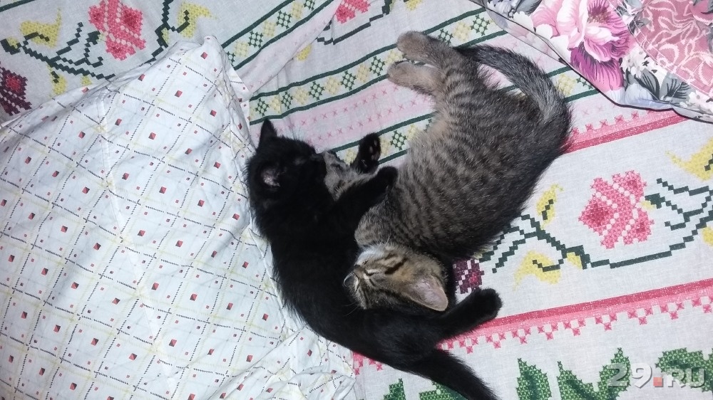 Как сделать кота ласковым и ручным Как сделать кота ласковым и ручным